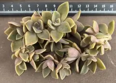 Bigママ値下げ交渉試しにどうぞw様 リクエスト 3点 まとめ商品