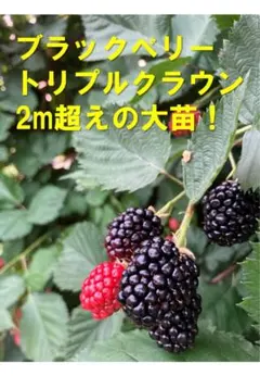 ぴ*️様 ブラックベリー トリプルクラウン 2m超えの大苗