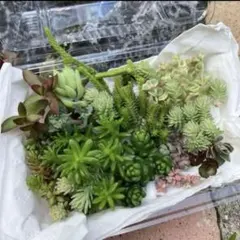 ☆多肉植物☆20種類以上☆17