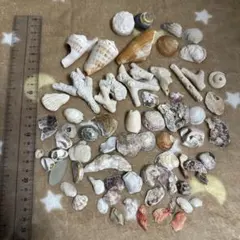 貝殻　まとめ売り　パーツ　ハンドメイド　材料