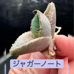 【在庫処分数量限定】ジャガーノート※同格以上送付のサムネイル