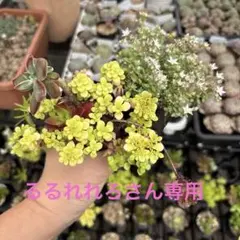 るるれれろ様 リクエスト 4点 まとめ商品速達代含む