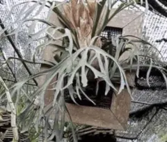 2025年最新】FSQ ビカクシダの人気アイテム - メルカリ