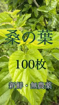 キウイ 花粉 ゴールドキウイフルーツ 雄花 花粉 受粉用 ゴールデン 50