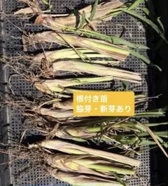 10本　根付き苗 脇芽 新芽あり ハーブ 苗