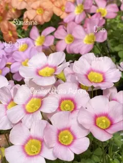 オキザリス Oxalis obtusa Aurora 球根のサムネイル