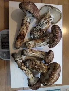 2025年最新】岩泉 松茸の人気アイテム - メルカリ