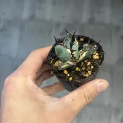 2026年最新】アガベ bb錦の人気アイテム - メルカリ