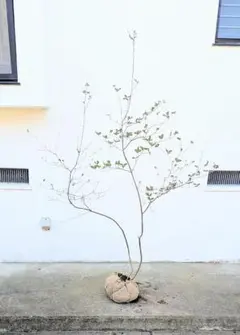 2025年最新】山採り ミツバツツジの人気アイテム - メルカリ