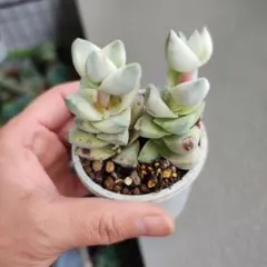 紀の川錦　多肉植物のサムネイル