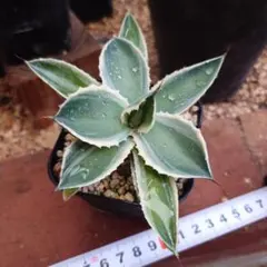 2026年最新】アガベ 錦の人気アイテム - メルカリ