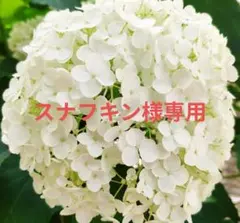 紫陽花 アナベル ひこばえ幼苗① アメリカアジサイ 抜き苗1本 - メルカリ