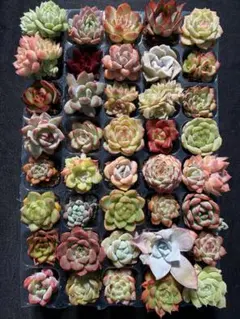 転*e様 N164　土と根付き苗　40苗セット　エケベリア　多肉植物　詰め合わせ