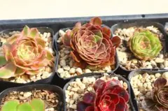 アエオニウム3品種セット「銅花順錦&ピンクトリーナ斑入り&韶華