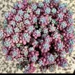 ピンクの株からカットお約束‼︎レア‼︎ストロベリーヘイズ　10カット！セダム多肉植物のサムネイル