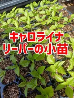 2026年最新】キャロライナリーパー 苗の人気アイテム - メルカリ
