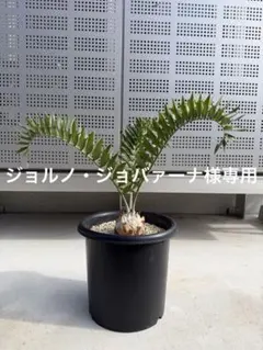 【ジョルノ・ジョバァーナ】エンセファラルトス・ラティフロンス ジョルノ・ジョバァーナ様専用】エンセファラルトス・ラティフロンス