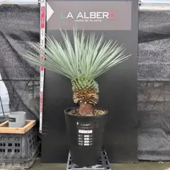 AL1216】ユッカ ロストラータ - メルカリ