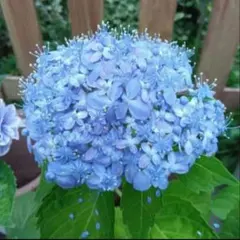 紫陽花挿し木苗　　2ポット 挿し木紫陽花】11苗の2年目の冬姿 （おまけはさくらんぼの花