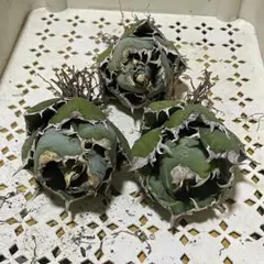 稀フォーム】蝶標本 タイタンゴライアストリバネアゲハ ♂特小型稀個体