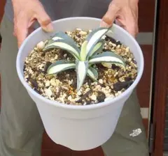 大和当帰の種⭐天狗ナスの種⭐農薬不使用 大和当帰の種⭐天狗ナスの種⭐農薬不使用 - メルカリ