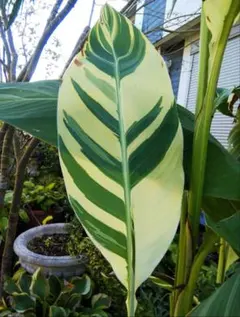 ジョージ様宛ですカンナ シュツットガルト 苗球根 １株 苗 球根 斑入りカンナ カンナ シュツットガルト 苗球根 1株 苗 球根 斑入りカンナ本日