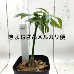 PA14−パキラ ミルキーウェイ 鉢ごと 第4種発送 - メルカリ