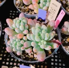 2026年最新】ロッティ交配種の人気アイテム - メルカリ