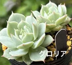 多肉植物⁂七福神⁂抜き苗 - メルカリ