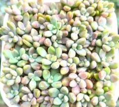 ちいず様 リクエスト 2点 まとめ商品