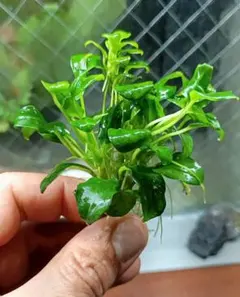 ヤザワ様 リクエスト 2点 まとめ商品