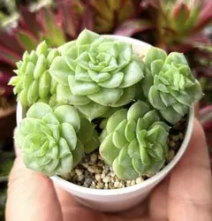 1セットのみ】ラブリーローズ錦 斑薄め 抜き苗 鉢の中身全部 多肉植物