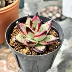 mokomoko様 リクエスト 3点 まとめ商品