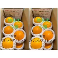 2箱セット 贈答用 国産バレンシアオレンジ L 4kg 和歌山県有田みかん 