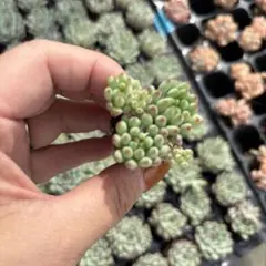 のおさ♪様 リクエスト 5点 まとめ商品