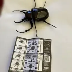マルスゾウカブト いきもの大図鑑 アドバンス カシャポン - メルカリ