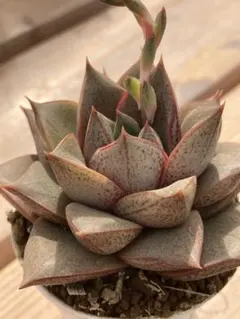 売却済み。3/30訳有り七福神(抜き苗)多肉植物セダム 多肉植物 カット苗 エケベリア セダム 七福神 - メルカリ