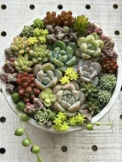 a. 多肉植物　カット苗　寄せ植えセット　メルカリ便