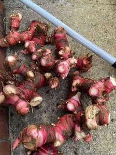 2026年最新】ガランガル苗の人気アイテム - メルカリ