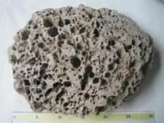 稀少★穿孔岩 穿孔巨礫 鑑賞石 水石 自然石 景石 盆石 約29cm カモメ貝 稀少☆穿孔岩 穿孔巨礫 鑑賞石 水石 自然石 景石 盆石 約29cm カモメ貝