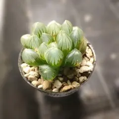 ハオルチア OMオブツーサ錦 自家繁殖　抜き苗発送