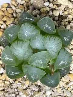 ハオルチア 実生オブツーサ錦 鮮明錦多肉植物 極上斑 ⑧ ハオルシア