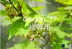 2025年最新】コハウチワカエデの人気アイテム - メルカリ