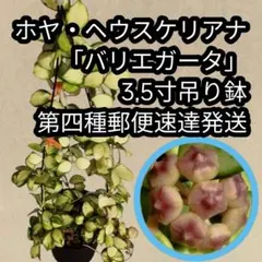 ホヤ・ギガス 4.5寸アーチ仕立て らくらくメルカリ便発送 サクララン