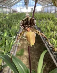 パフィオペディラム Paph. Johanna Burkhardt 洋ラン 特価 Yahoo!オークション - L-17 Paph Johanna Burkhardt '2023-1