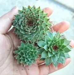 2025年最新】多肉植物 センペル セットの人気アイテム - メルカリ