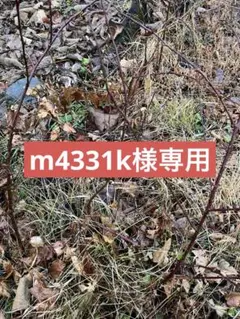 m4331k様専用