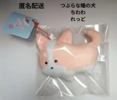 つぶらな瞳の犬　ちわわ　れっど　チワワ　レッド　マスコット　犬　いぬ