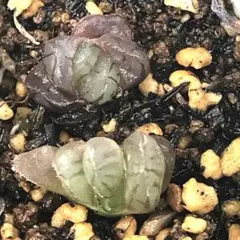 どら様 リクエスト 3点 まとめ商品