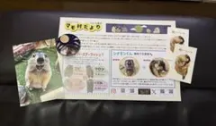 マモテラス　マーモット村　予約特典　マーモット